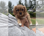 Puppy Molly Cavachon