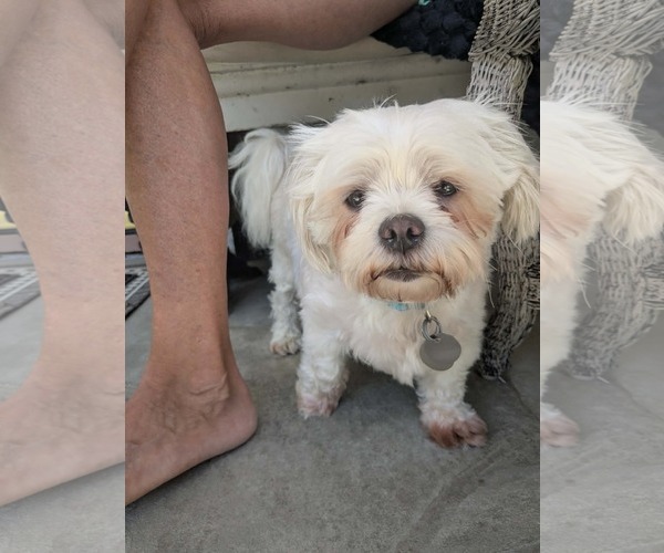 Medium Photo #2 Maltese-Unknown Mix Puppy For Sale in Germantown, OH, USA