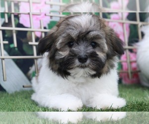 Havanese Puppy for sale in MARIETTA, GA, USA