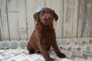 Miniature Labradoodle Puppy for sale in HONEY BROOK, PA, USA