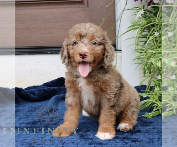 Medium Photo #1 Bernedoodle (Miniature) Puppy For Sale in NARVON, PA, USA