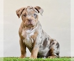Image preview for Ad Listing. Nickname: Tyson