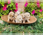 Small Photo #1 Australian Labradoodle Puppy For Sale in FLORENCE, AL, USA