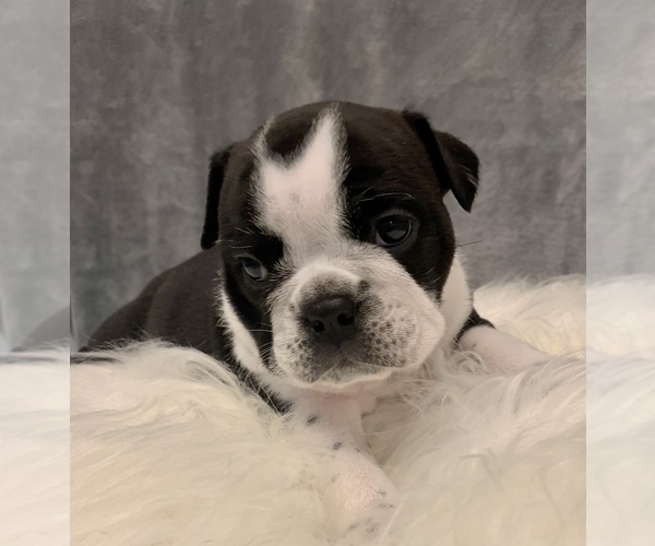 Medium Photo #11 Bulldog Puppy For Sale in JACKSONVILLE, FL, USA