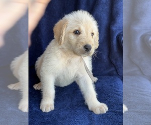 Medium Labradoodle