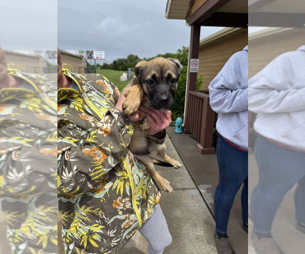 Medium Photo #2 Labrador Retriever-Unknown Mix Puppy For Sale in Bolivar, MO, USA