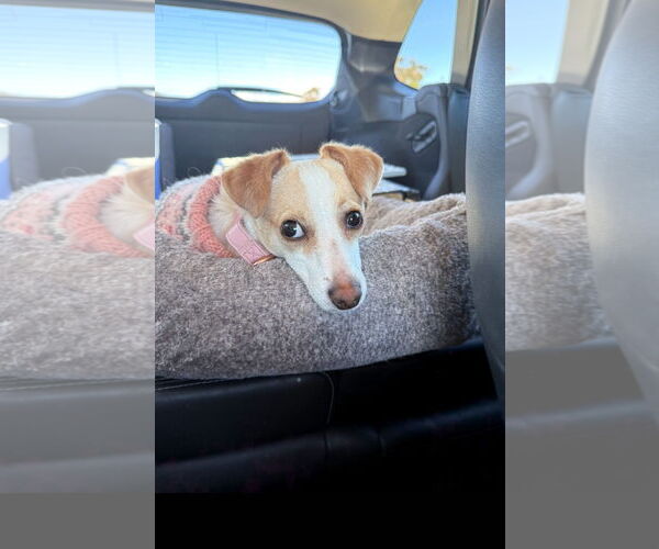 Medium Photo #6 Chihuahua-Unknown Mix Puppy For Sale in Escondido, CA, USA