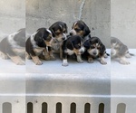 Small Photo #2 Beagle Puppy For Sale in BURLINGTON, MA, USA