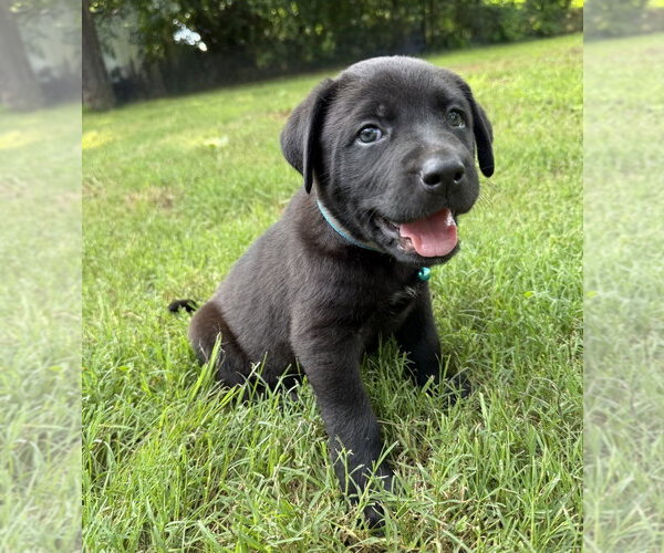 Medium Photo #7 Labrador Retriever-Unknown Mix Puppy For Sale in OKLAHOMA CITY, OK, USA