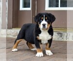 Small Photo #4 Greater Swiss Mountain Dog Puppy For Sale in BIRD IN HAND, PA, USA