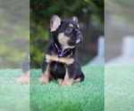 Small #4 French Bulldog