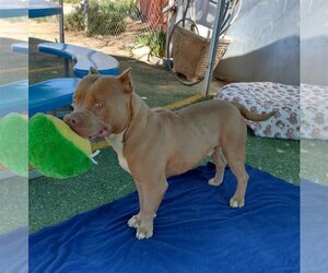 American Staffordshire Terrier Dogs for adoption in Apple Valley, CA, USA