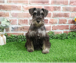 Small #2 Schnauzer (Miniature)