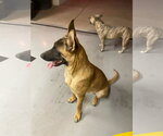 Small #1 Mutt