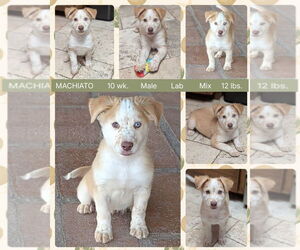 Labrador Retriever-Unknown Mix Dogs for adoption in Mesa, AZ, USA