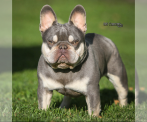 Father of the French Bulldog puppies born on 07/12/2021