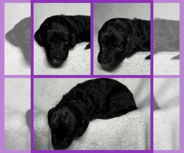 Medium Photo #33 Goldendoodle Puppy For Sale in HOWARD CITY, MI, USA