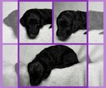 Small Photo #33 Goldendoodle Puppy For Sale in HOWARD CITY, MI, USA