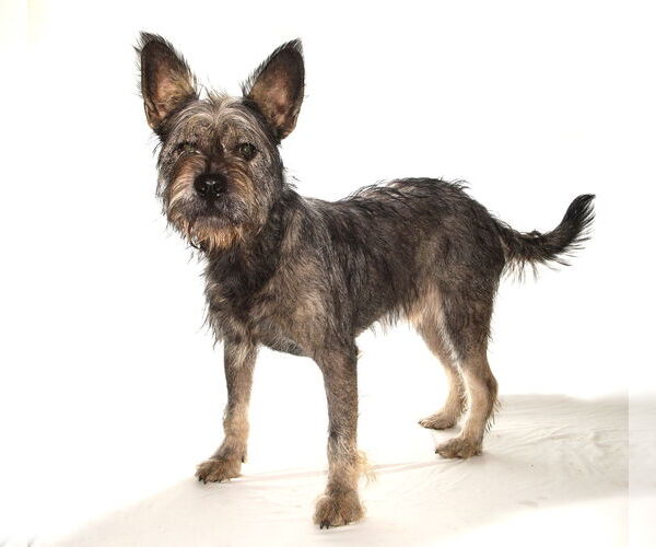 Medium Photo #2 Irish Wolfhound-Unknown Mix Puppy For Sale in Oakland Park, FL, USA