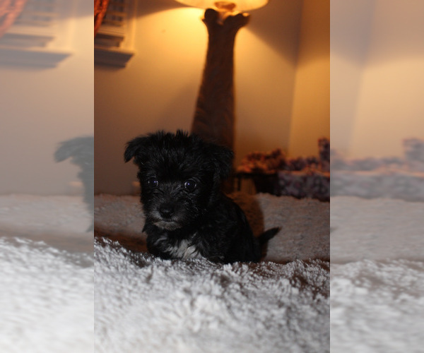 Medium Photo #14 Chorkie Puppy For Sale in WILMINGTON, NC, USA