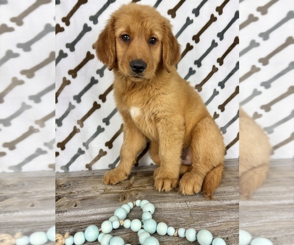 Medium Photo #4 Golden Retriever Puppy For Sale in INDIANAPOLIS, IN, USA