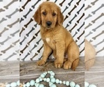 Small #3 Golden Retriever