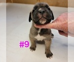 Puppy Puppy 8 Cane Corso