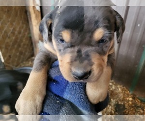 Catahoula Bulldog Puppy for sale in PULLMAN, MI, USA