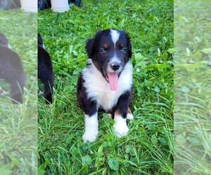 Miniature Australian Shepherd Puppy for sale in PLAINFIELD, IN, USA