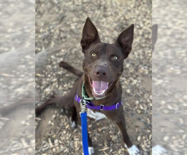 Medium Photo #3 Australian Kelpie-Unknown Mix Puppy For Sale in Santa Maria, CA, USA