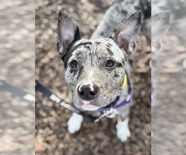 Medium Photo #5 American Pit Bull Terrier-Catahoula Leopard Dog Mix Puppy For Sale in Berkeley, CA, USA