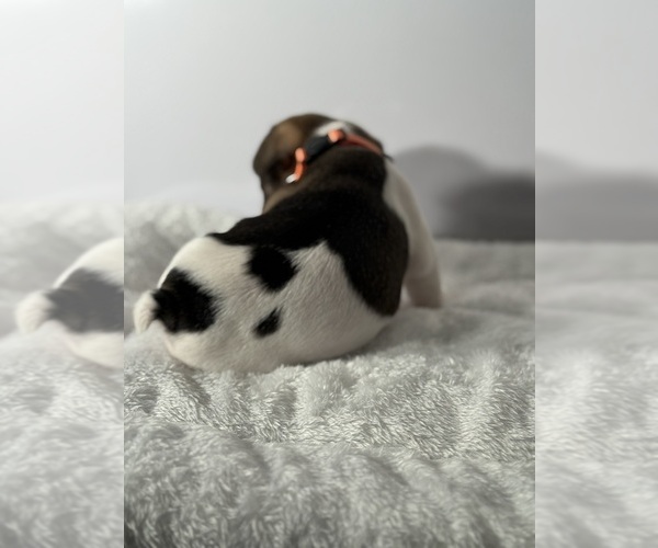Medium Photo #8 French Bulldog Puppy For Sale in OLYMPIA, WA, USA