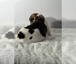 Small Photo #8 French Bulldog Puppy For Sale in OLYMPIA, WA, USA