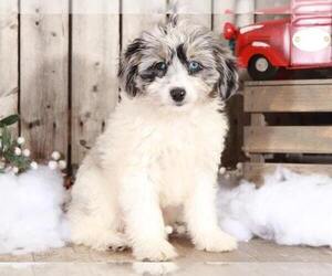 Aussie-Poo Puppy for sale in MOUNT VERNON, OH, USA