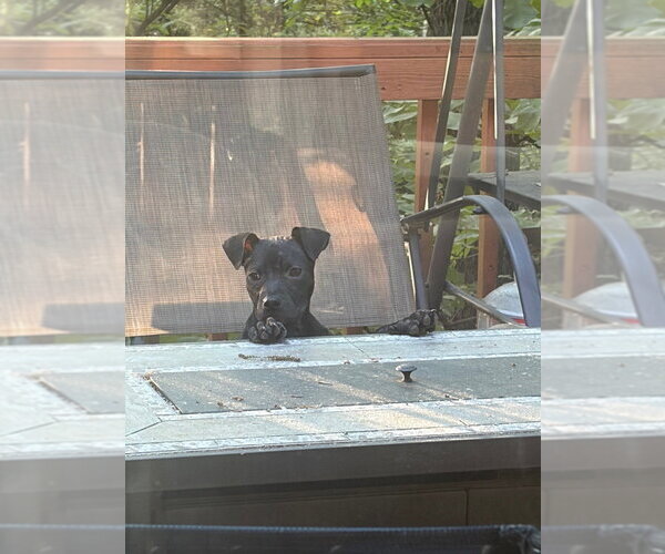 Medium Photo #2 American Pit Bull Terrier-Unknown Mix Puppy For Sale in Raleigh, NC, USA
