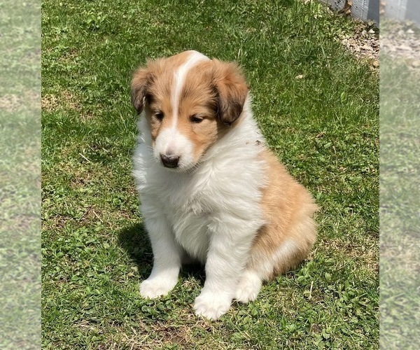 Medium Photo #2 Collie Puppy For Sale in KNOX, PA, USA