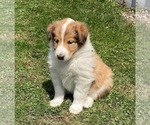 Small Photo #2 Collie Puppy For Sale in KNOX, PA, USA