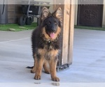 Small #13 German Shepherd Dog