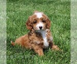 Small #4 Cavapoo
