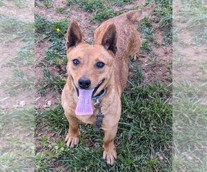 Dachshund-Unknown Mix Dogs for adoption in Rustburg, VA, USA