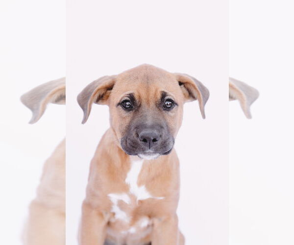 Medium Photo #12 American Staffordshire Terrier-Boxer Mix Puppy For Sale in Princeton, MN, USA