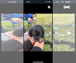 Dachshund Puppy for sale in WHITE OAK, GA, USA