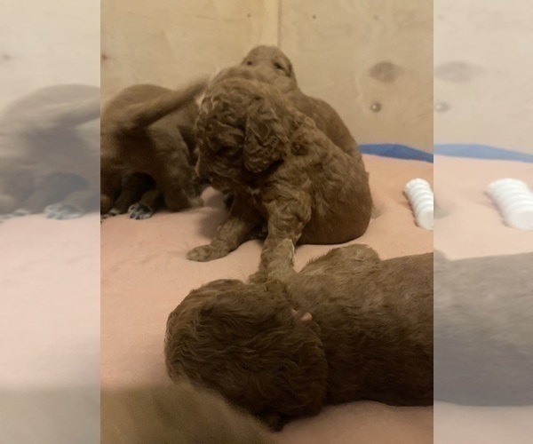 Medium Photo #5 Goldendoodle Puppy For Sale in BREA, CA, USA