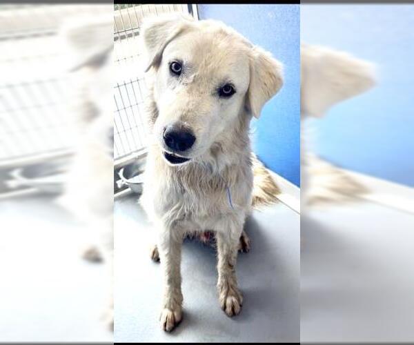 Medium Photo #1 Great Pyrenees-Unknown Mix Puppy For Sale in Visalia, CA, USA