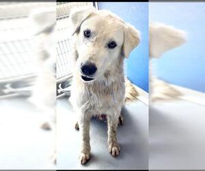 Great Pyrenees-Unknown Mix Dogs for adoption in Visalia, CA, USA