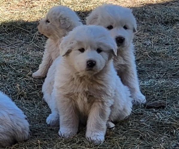 Medium Photo #1 Great Pyrenees Puppy For Sale in PLACITAS, NM, USA