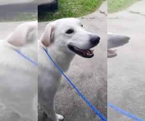 Labrenees Dogs for adoption in Rootstown, OH, USA