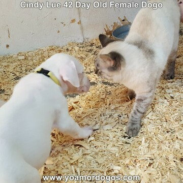 Medium Photo #73 Dogo Argentino Puppy For Sale in PINEVILLE, MO, USA