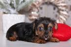 Small #1 Yorkshire Terrier