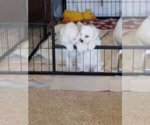 Bichon Frise Puppy for sale in PONCA CITY, OK, USA